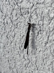 Argia fumipennis