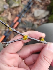 Xanthoria parietina