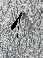 Argia fumipennis