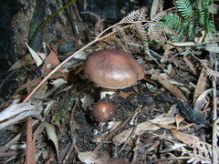 Stropharia