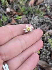 Tridax procumbens