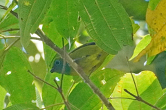 Chlorophonia cyanea