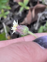 Tridax procumbens