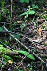 Platanthera obtusata