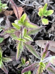Tridax procumbens