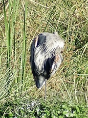 Ardea herodias