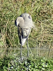 Ardea herodias