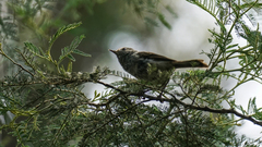 Acanthiza pusilla diemenensis