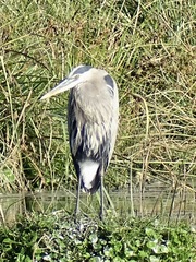 Ardea herodias