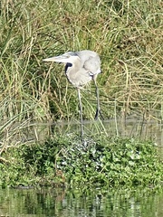 Ardea herodias