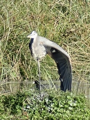 Ardea herodias