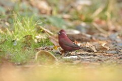 Carpodacus formosanus