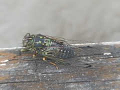 Amphipsalta