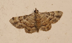Gymnoscelis lophopus