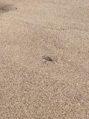 Ocypode occidentalis