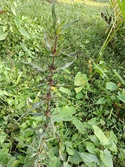 Hygrophila auriculata