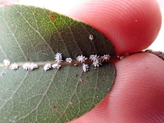 Aleuroplatus coronata