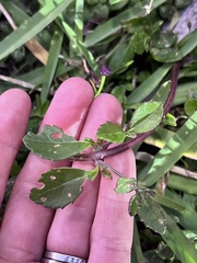 Phyla nodiflora