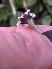 Phyla nodiflora