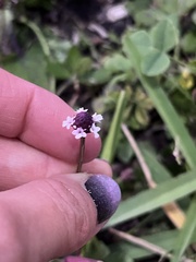 Phyla nodiflora