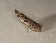 Cryptoblabes hemigypsa
