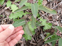 Aleuroplatus coronata