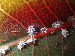 Aleuroplatus coronata