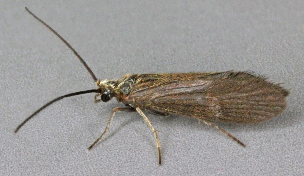 Spicipalpia
