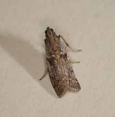 Cryptoblabes hemigypsa