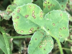 Pseudopeziza trifolii