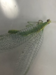 Apertochrysa edwardsi