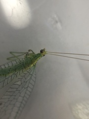 Apertochrysa edwardsi