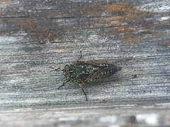 Amphipsalta
