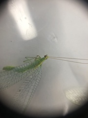 Apertochrysa edwardsi