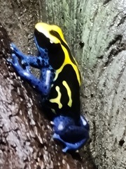Dendrobates tinctorius