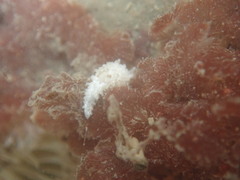 Aegires albopunctatus