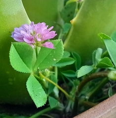 Trifolium resupinatum