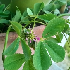Trifolium resupinatum