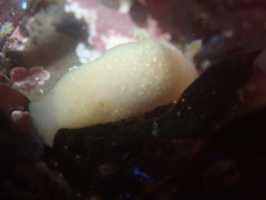 Cadlina modesta