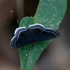 Detritivora cleonus