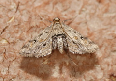 Parapoynx crisonalis