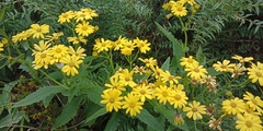 Senecio rufiglandulosus