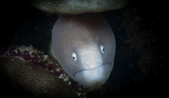 Gymnothorax thyrsoideus