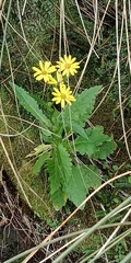 Senecio rufiglandulosus