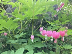 Lamprocapnos spectabilis