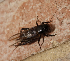 Teleogryllus commodus