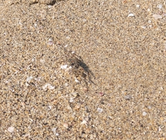 Ocypode occidentalis