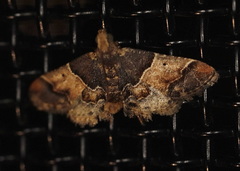 Pyralis pictalis