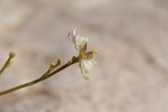 Utricularia caerulea