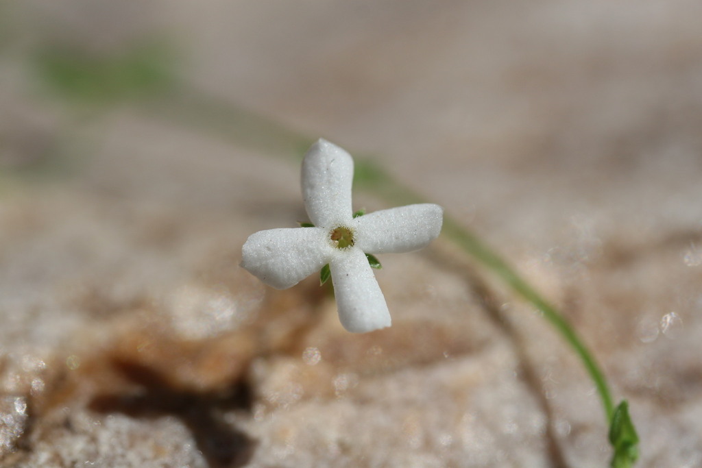 Mitrasacme nummularia